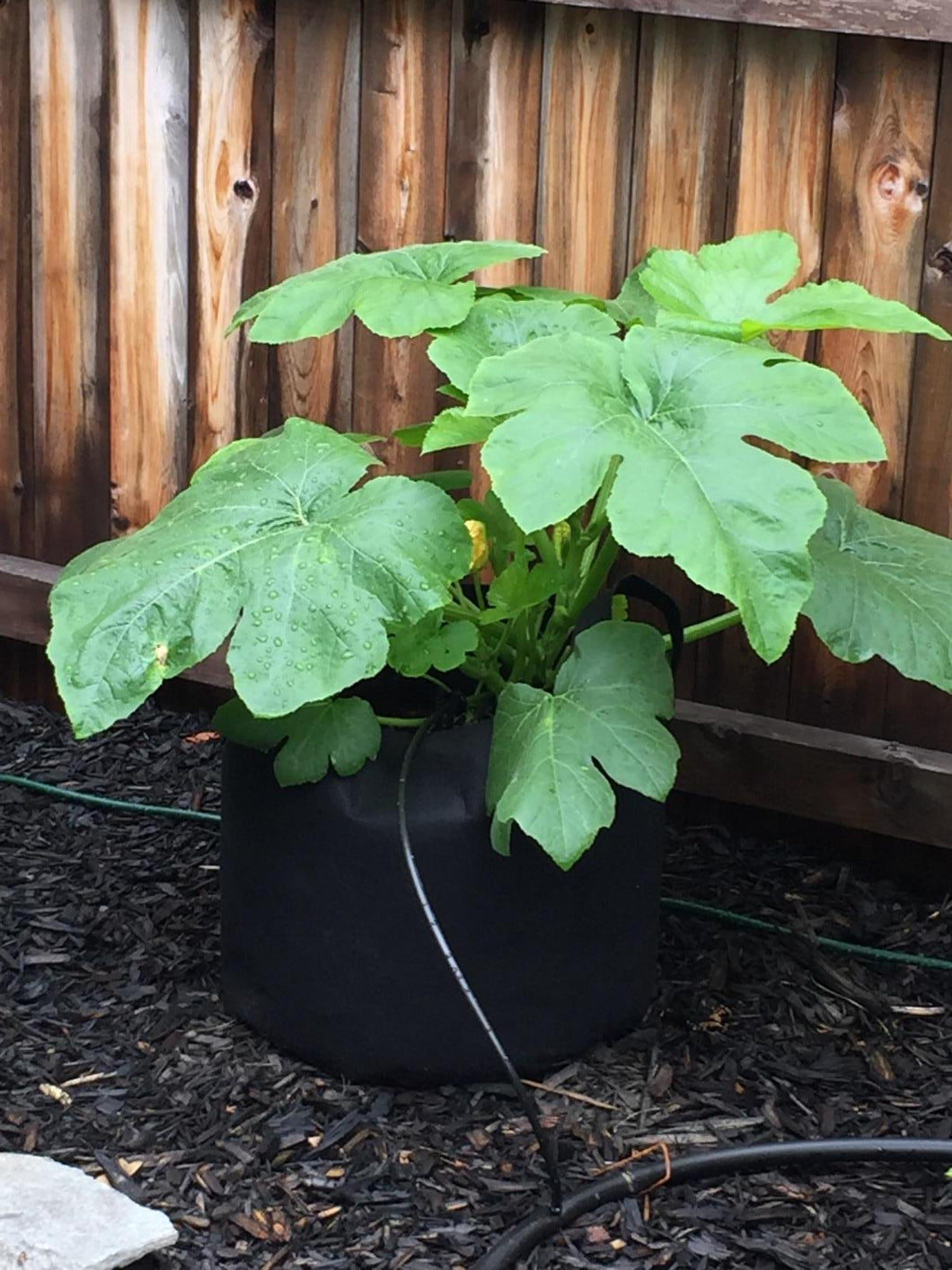 Freebies Package Grow