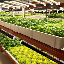 Load image into Gallery viewer, Spider Farmer SE 5000, SE series, Meanwell driver, dimmer, samsung LED, flexiebel, grow light, gloeilicht, kweeklamp, ce certificaat, Osram, ppe 2.75 mol, samsung horticulture LED, high PPFD, wit licht, full spectrum, 300watt, daisy chain, energy saving, SE5000, yoyo, kwaliteit, hydroponic, grow tent, greenhouse
