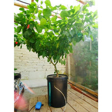 Load image into Gallery viewer, Growrilla Hydroponic RDWC OXY-RING 2-bucket system 
