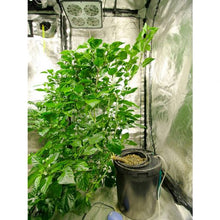 Load image into Gallery viewer, Growrilla Hydroponic RDWC OXY-RING 1-bucket system 
