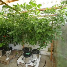 Load image into Gallery viewer, Growrilla Hydroponic RDWC OXY-RING 2-bucket system 
